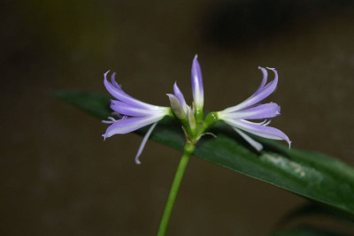 griffinia_2._Blute.jpg