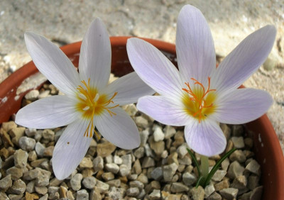 comp_Crocus_tournefortii_.jpg