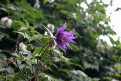 Cl.fauriei_campanulina_plena0809.jpg