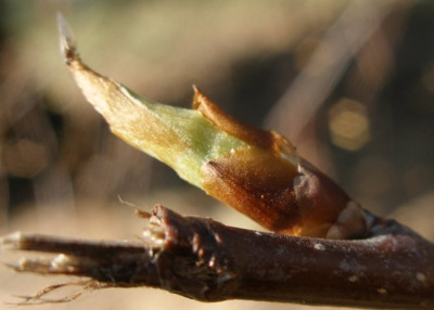 HBV_prunus_padus.jpg