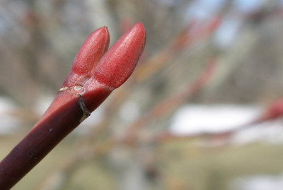 HBV_Acer_capillipes.jpg