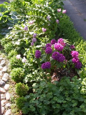 NixCotoneaster.jpg