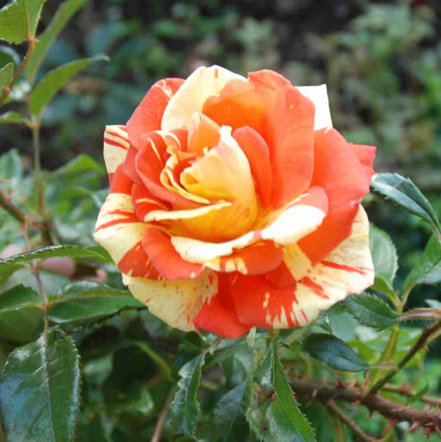 B0302a.JPG