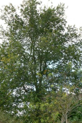 unbek_Baum_MGP.jpg