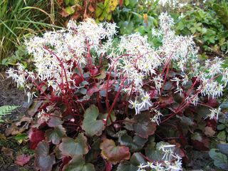 Oktoberle_IMG_2114_320x200.JPG