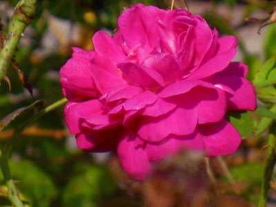 Rose_du_Rescht_IMG_3858.jpg