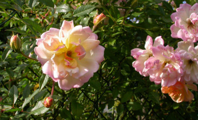 Phyllis_Bide_4.10.09.jpg