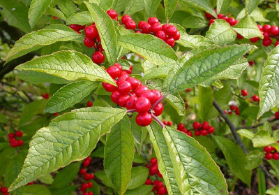 Ilex_verticillata_4.10.09.jpg