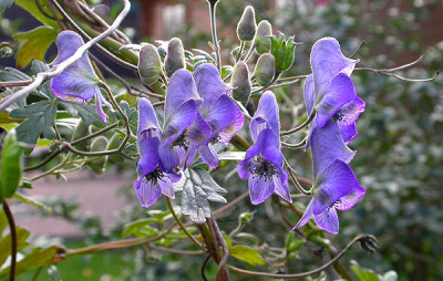 Aconitum_4.10.09.jpg