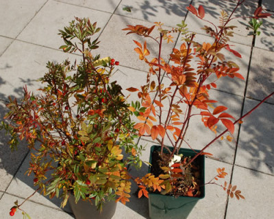 Rosa_nitida__Rosa_roxburghii_normalis_0010__60691.jpg