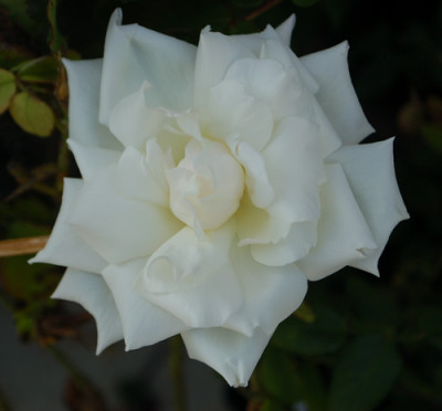 British_Queen_0010__60752.jpg