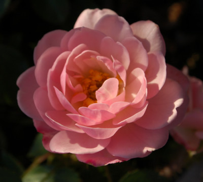 Dresden_Doll__0010_60742.jpg