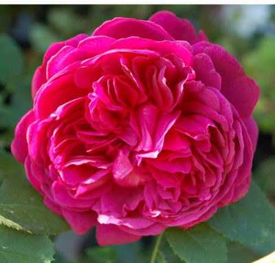 William_Shakespeare_2000_0010__60740.jpg