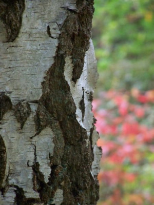 Okt_2009_Rinde_Birke.jpg
