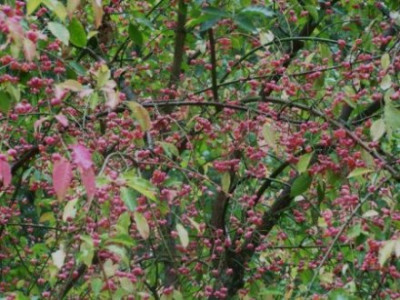 Okt_2009_Pfaffenhutchen_Fruchte.jpg
