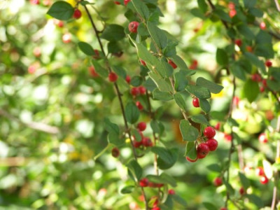 Okt_2009_Strauch-Cotoneaster.jpg