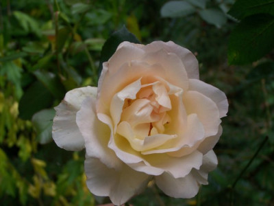 Okt_2009_Rokoko.jpg