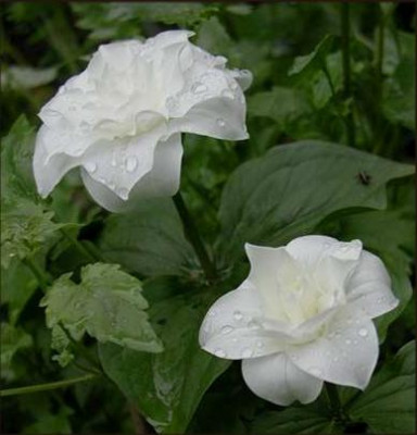 Trillium_grandiflorum_Snow_Bunting.JPG