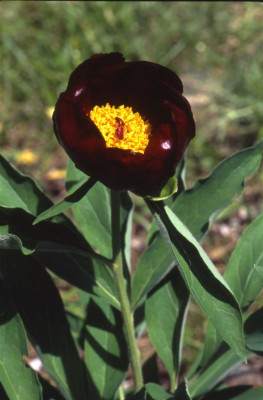 GR509_512.jpg