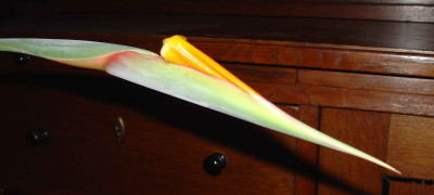 DSC00240.jpg