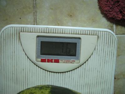 ersteMelone.jpg
