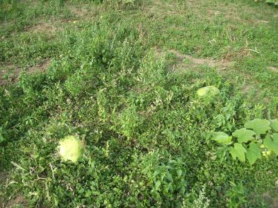RestwassermelonenI.jpg