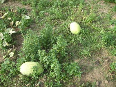 RestwassermelonenII.jpg