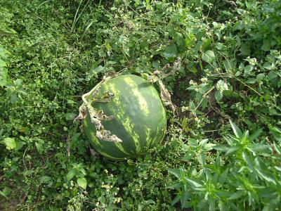 RestwassermelonenIII.jpg