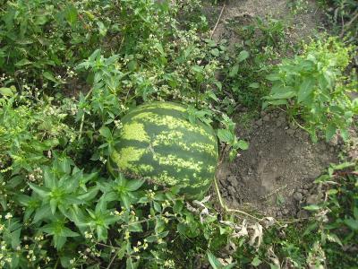 RestwassermelonenIV.jpg