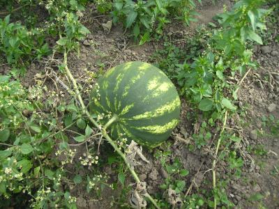 RestwassermelonenV.jpg