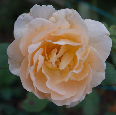 Apricot_Nectar_0010__58778.jpg