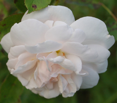 Blanche_Duranthon_0010__58752.jpg