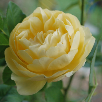 Graham_Thomas_0010__58806.jpg