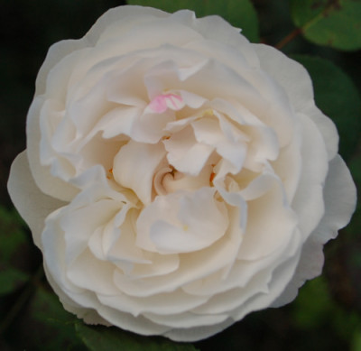 Guinevere_0010__58755.jpg