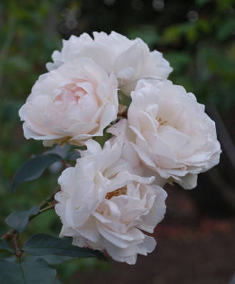 La_Biche_0010__58792.jpg