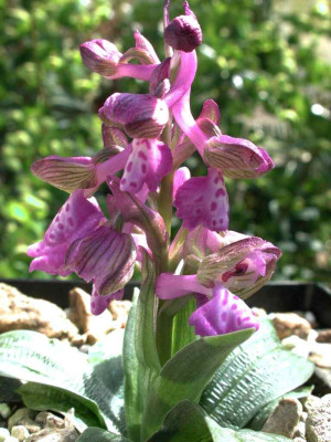 Anacamptis_morio.jpg