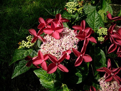 hydrangea_macrophylla_kardinal_2009-07-17_235.jpg