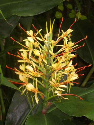 Hedychium3_IMG_3893.jpg