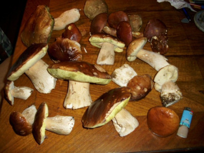 steinpilze.jpg
