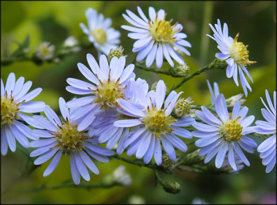 Aster_Gernot.jpg