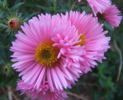 Rosa_Aster.JPG