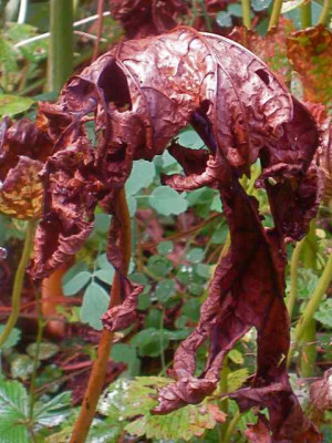 Darmera-Blatt_IMG_3915.jpg