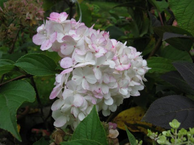 VanilleFraise_IMG_2129_640x480.JPG