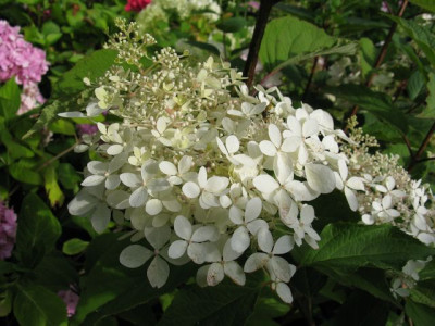 H_pan_PhantomIMG_2028_640x480.JPG
