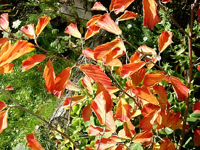 hamamelis_arnold_promise_2009-10-04_118.jpg