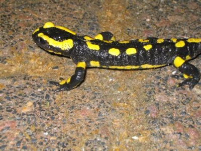 Feuersalamander_5_Okt.jpg