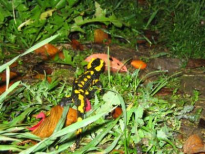 Feuersalamander_10_Okt.jpg