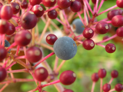 Fruchte_an_F._paniculata.JPG