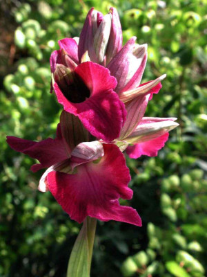 Anacamptis_morio_x_Serapias_orientalis.jpg