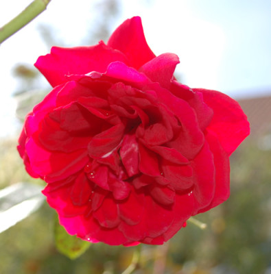 Pauls_Scarlet_Climber_0010__58623.jpg